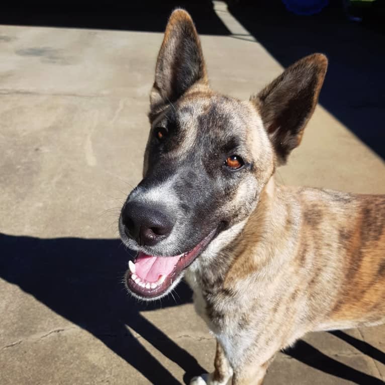 Moose, a Siberian Husky and Alaskan Malamute mix tested with EmbarkVet.com