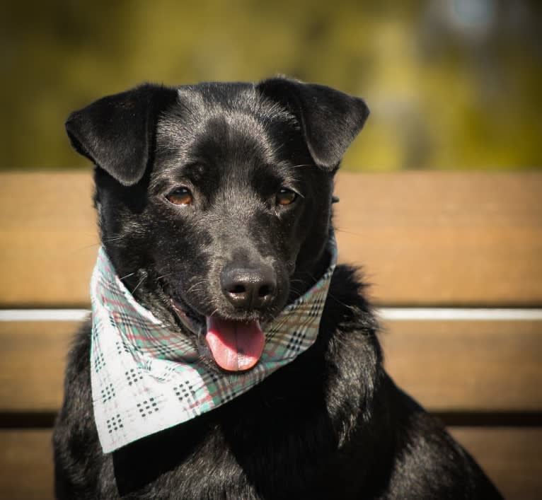 Boston terrier clearance chow chow mix