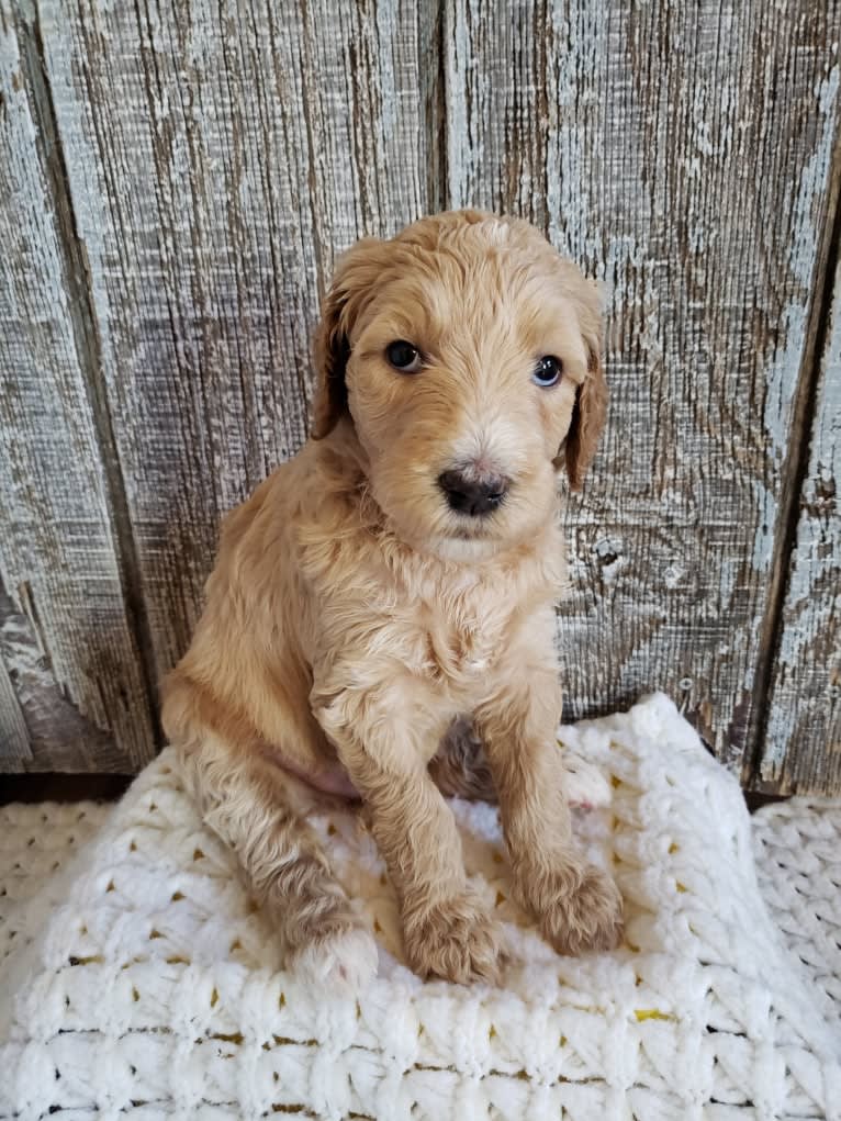 Snow (Mabel), a Goldendoodle tested with EmbarkVet.com