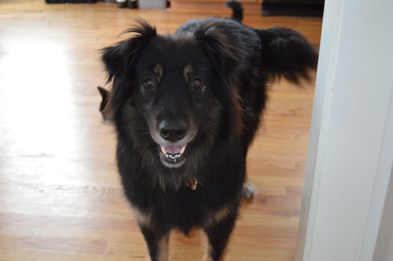 Cooper, a German Shepherd Dog and Golden Retriever mix tested with EmbarkVet.com