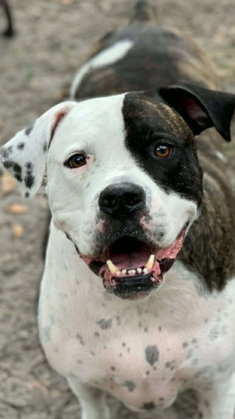 cayden, an American Pit Bull Terrier and American Bulldog mix tested with EmbarkVet.com