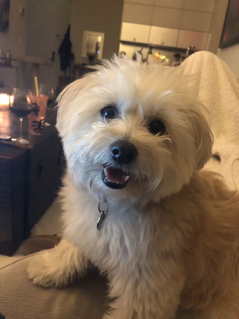 Bichon frise cheap pomeranian mix