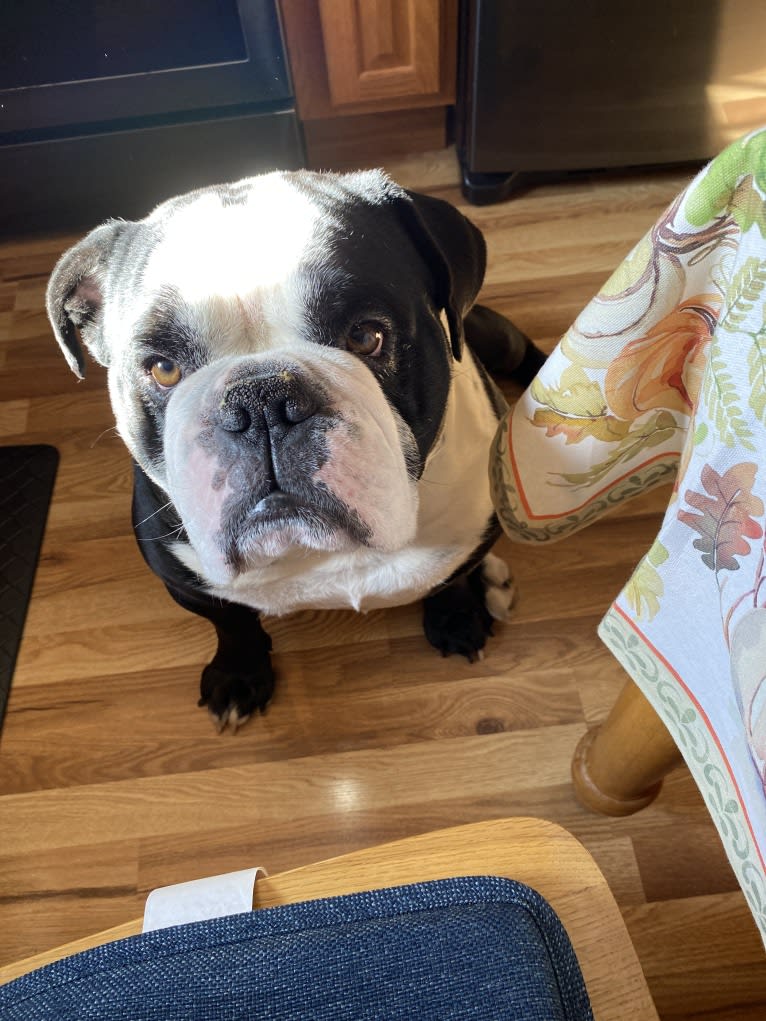 Garth, an Olde English Bulldogge tested with EmbarkVet.com