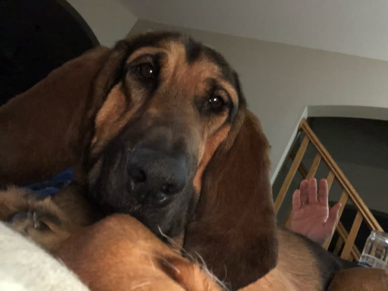 Penelope, a Bloodhound tested with EmbarkVet.com