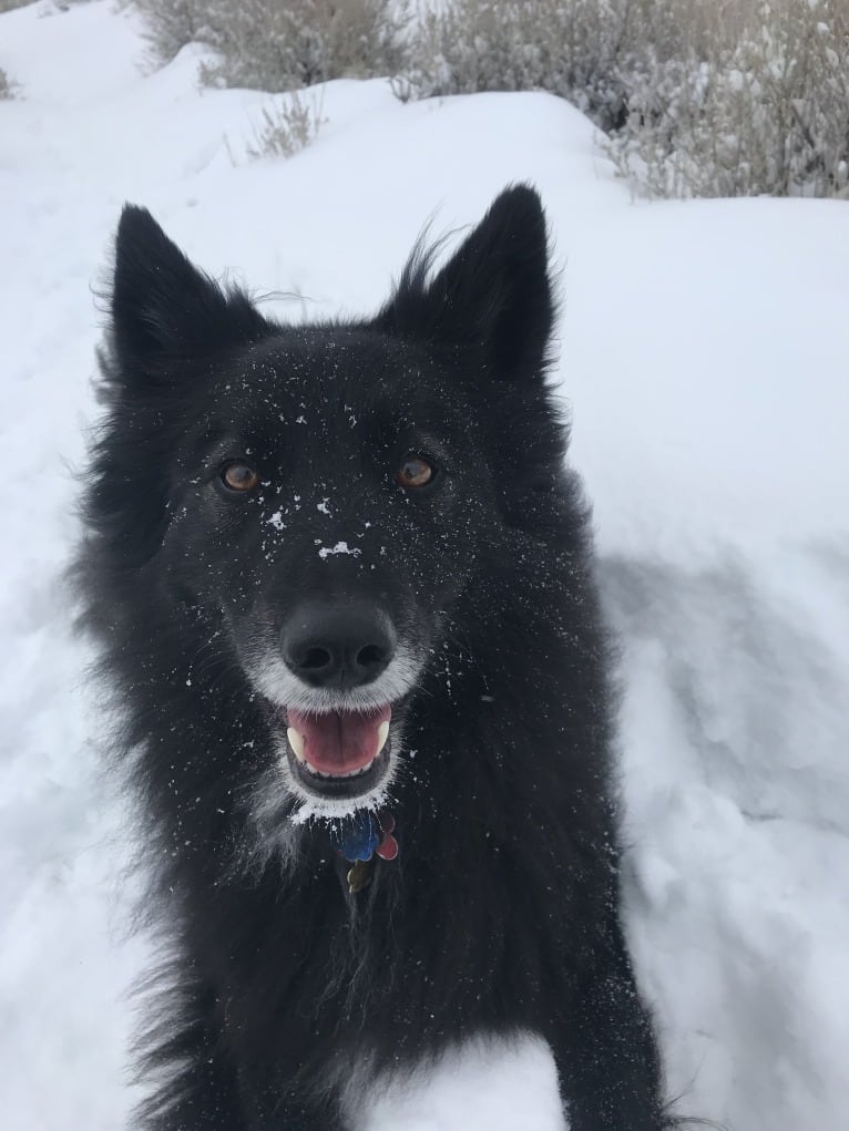 keeshond border collie mix