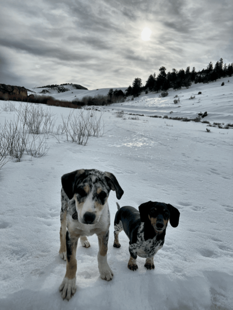 IronEye Pancho, a Border Collie and Catahoula Leopard Dog mix tested with EmbarkVet.com