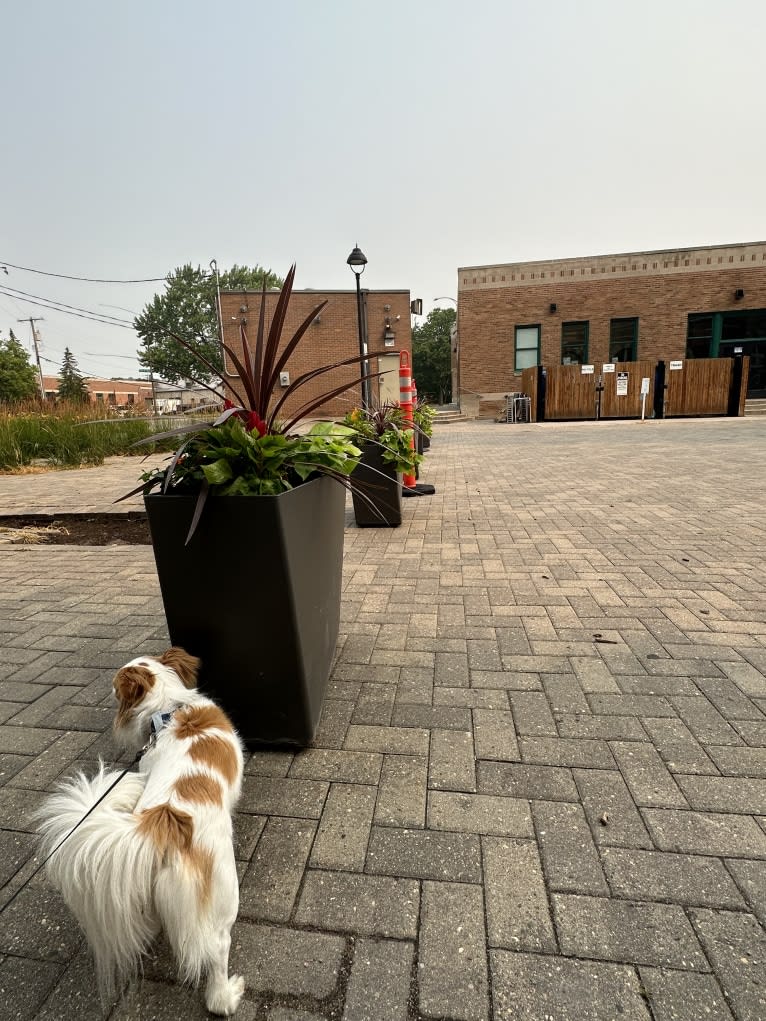 Rooster, a Chihuahua and Pekingese mix tested with EmbarkVet.com