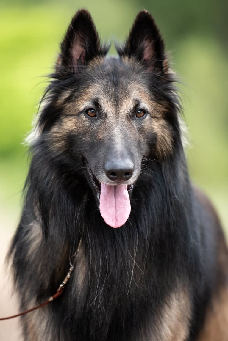 Teller, a Belgian Shepherd tested with EmbarkVet.com