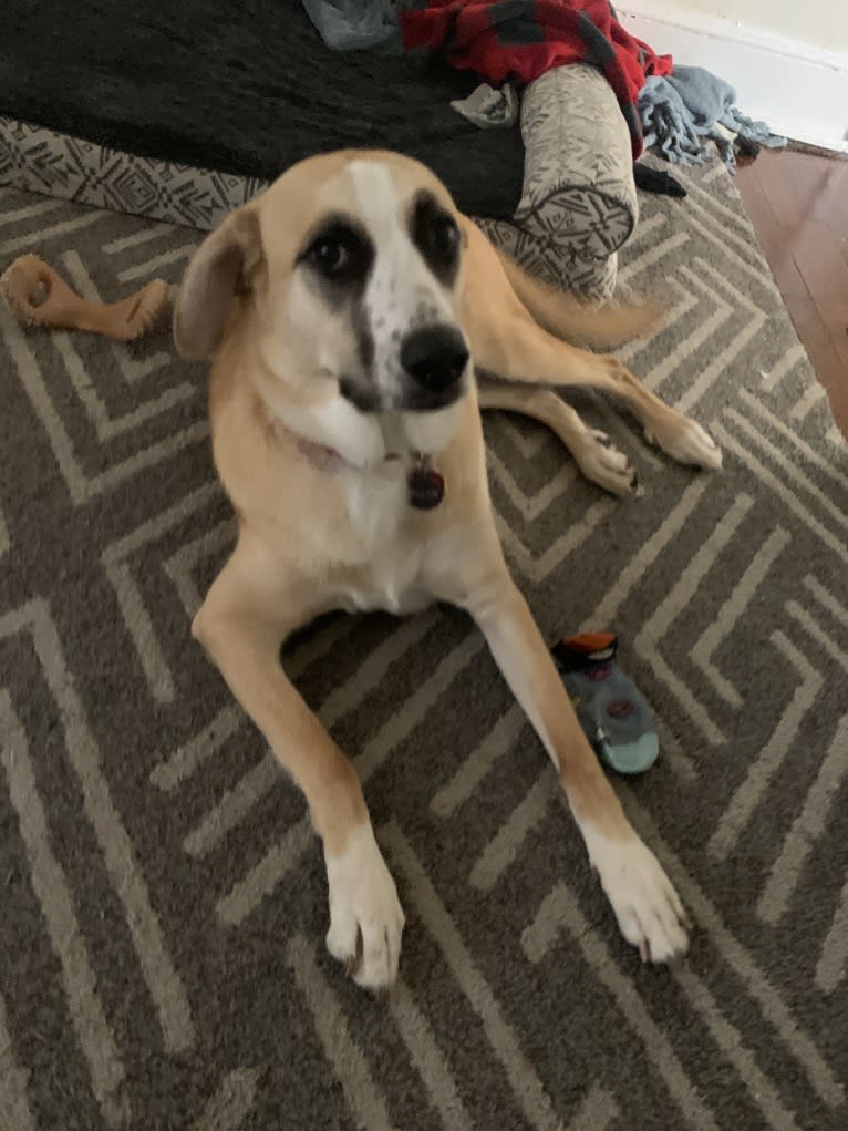 Willow, a Great Pyrenees and Australian Cattle Dog mix tested with EmbarkVet.com