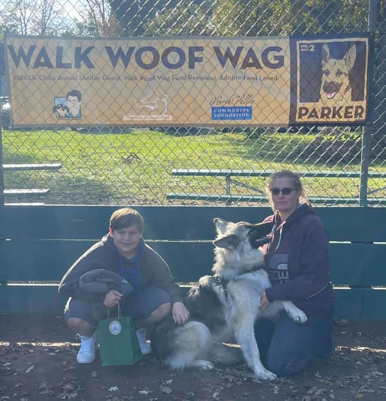 Yuno, a German Shepherd Dog tested with EmbarkVet.com