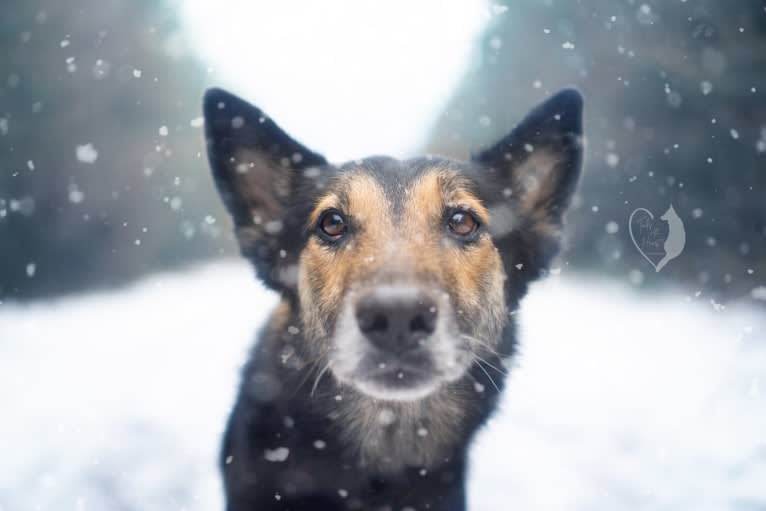 Armin, an Eastern European Village Dog tested with EmbarkVet.com