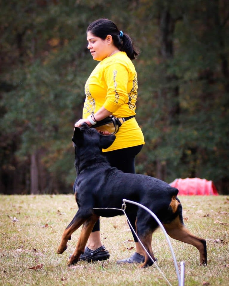 Sirius, a Rottweiler tested with EmbarkVet.com