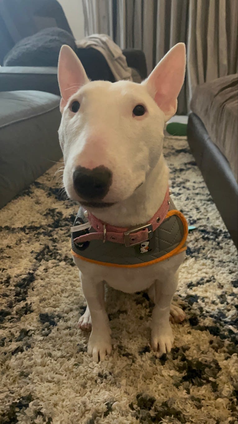 Oona, a Miniature Bull Terrier tested with EmbarkVet.com