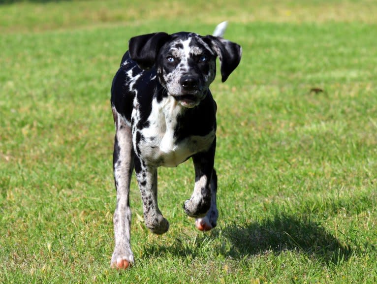 Delphine, a Catahoula Leopard Dog tested with EmbarkVet.com