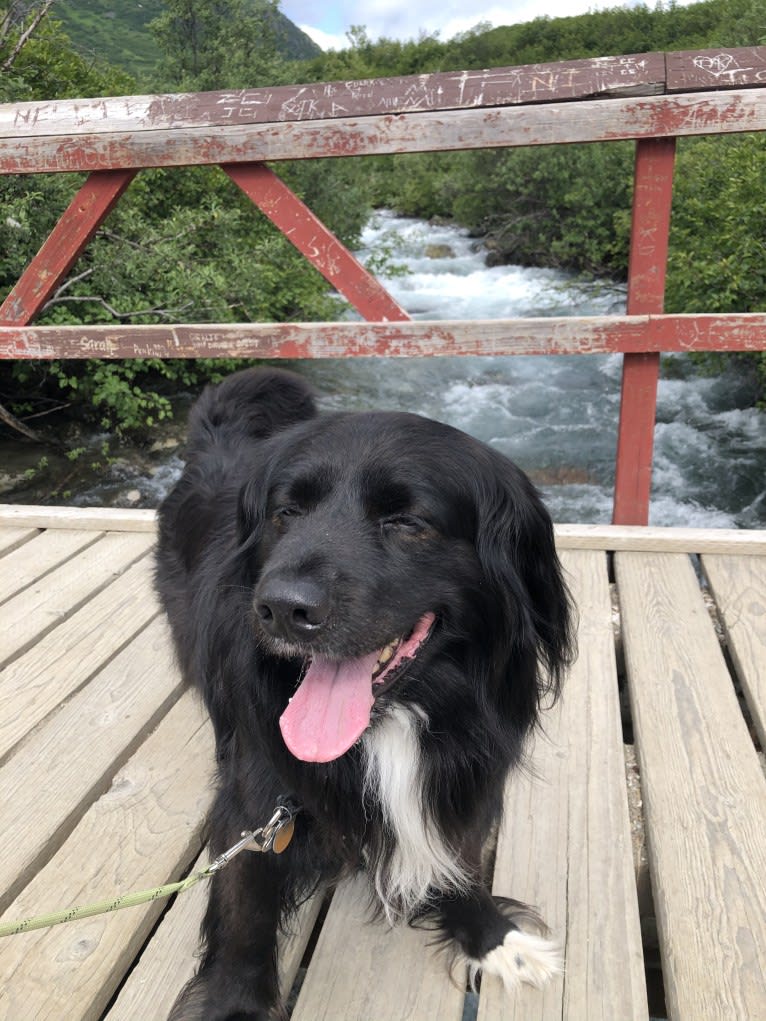 Beauregard, a Cocker Spaniel and Mountain Cur mix tested with EmbarkVet.com