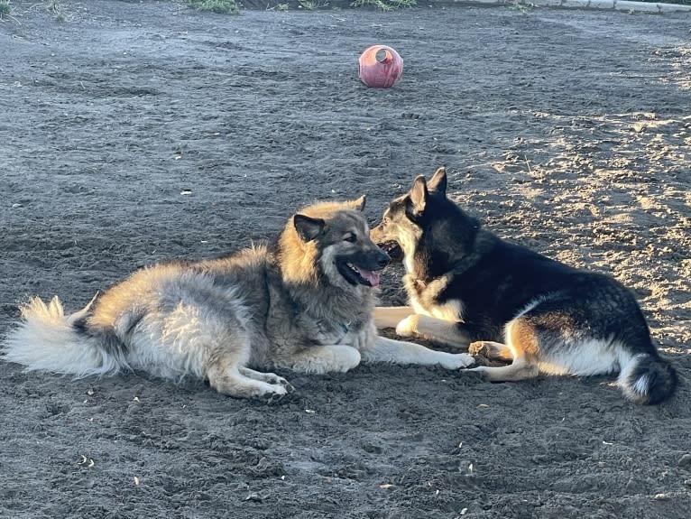 Miska, an Alaskan Malamute and German Shepherd Dog mix tested with EmbarkVet.com