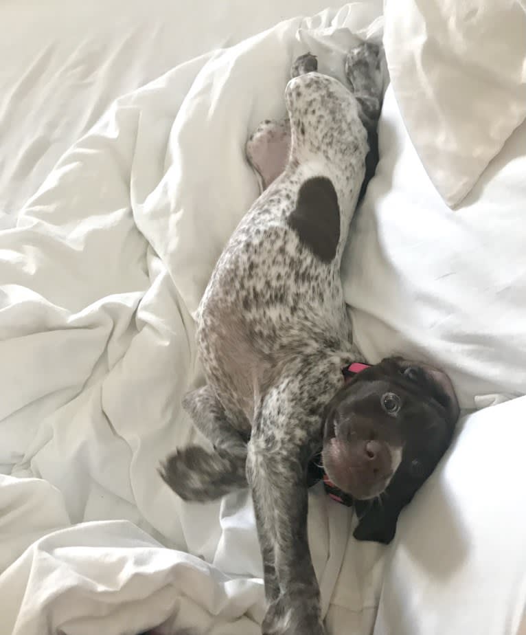 Marcela, a German Shorthaired Pointer tested with EmbarkVet.com