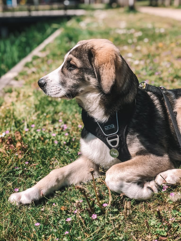 Chai, an Eastern European Village Dog tested with EmbarkVet.com
