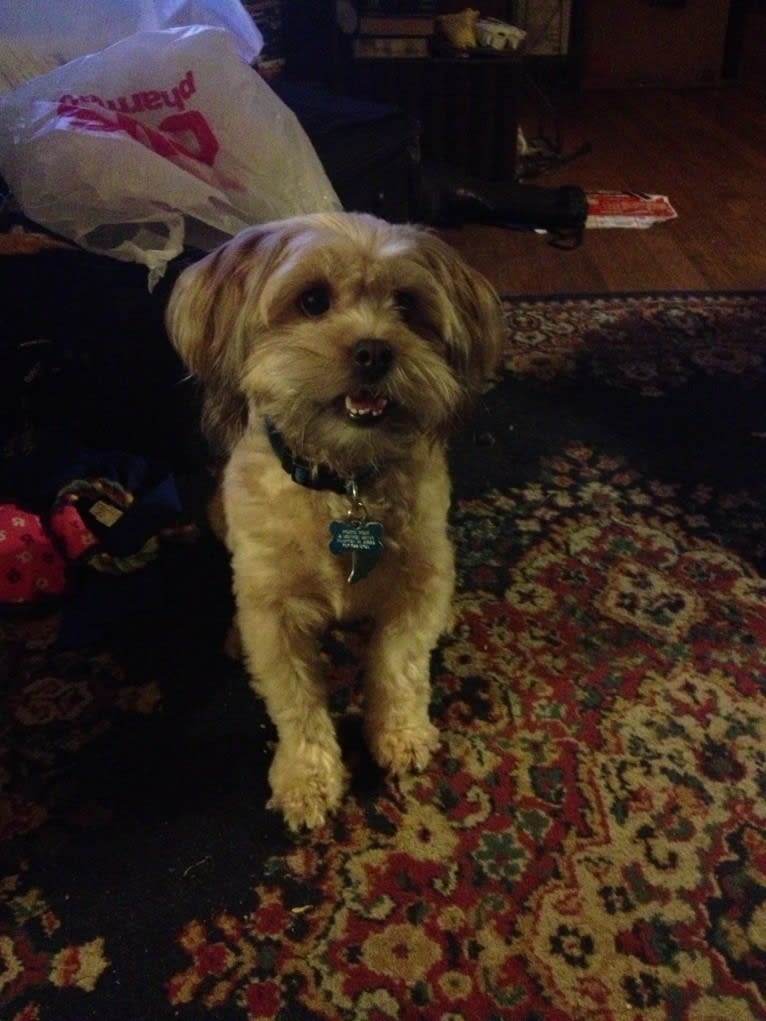 Roscoe, a Rat Terrier and Lhasa Apso mix tested with EmbarkVet.com