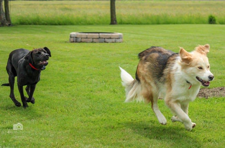 Buckley, a Siberian Husky and Labrador Retriever mix tested with EmbarkVet.com