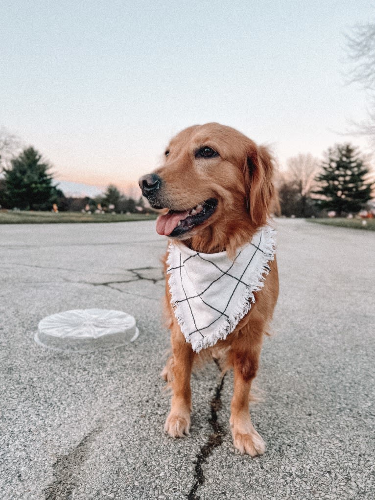 Marley, a Golden Retriever tested with EmbarkVet.com