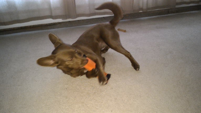 Little Red, a Russell-type Terrier and American Eskimo Dog mix tested with EmbarkVet.com