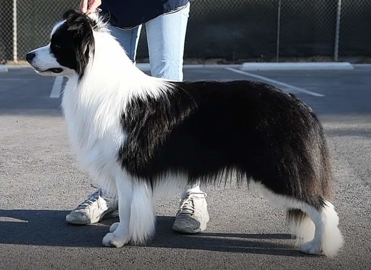 Crown, a Border Collie tested with EmbarkVet.com