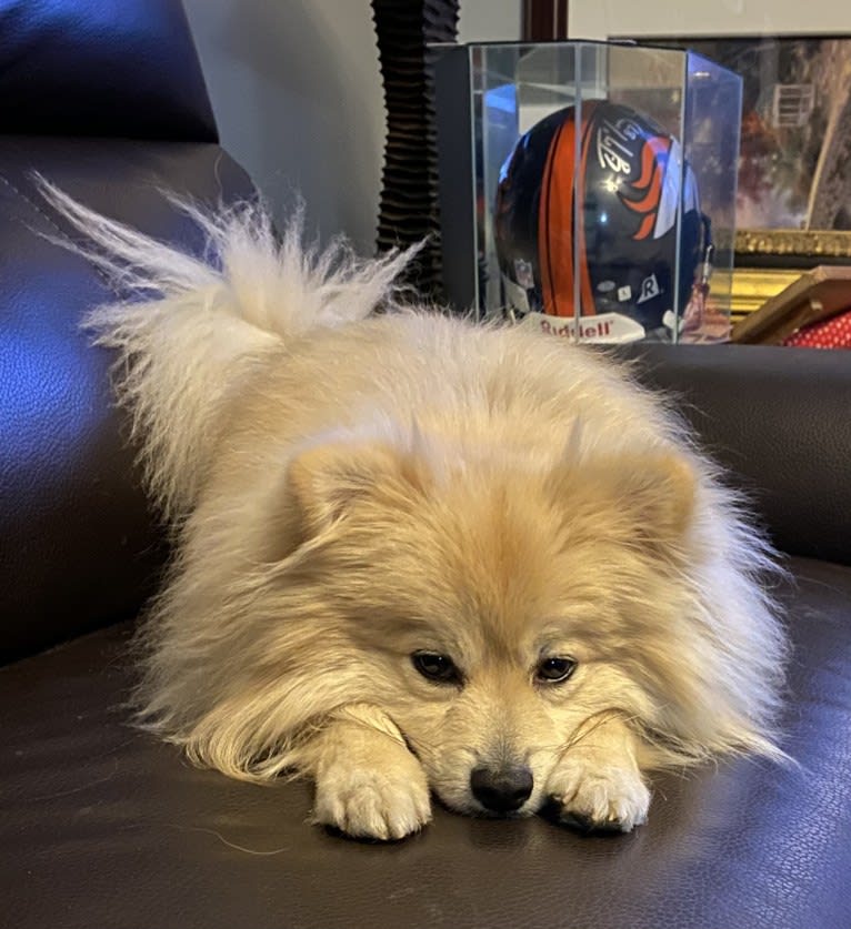 Archie, a Pomeranian and American Eskimo Dog mix tested with EmbarkVet.com