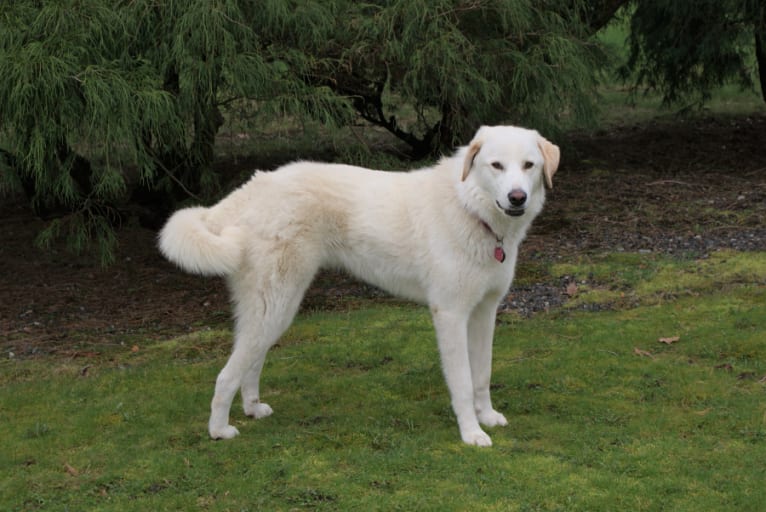 Colette, a Great Pyrenees and Maremma Sheepdog mix tested with EmbarkVet.com