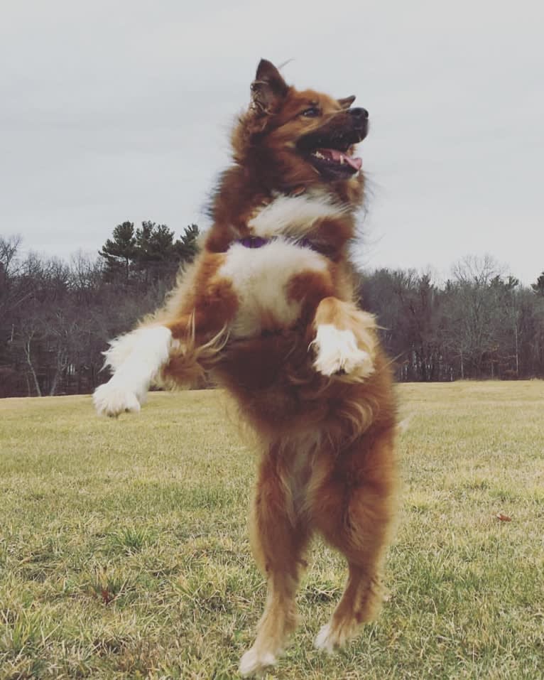 Huxley, a Chow Chow and Rottweiler mix tested with EmbarkVet.com