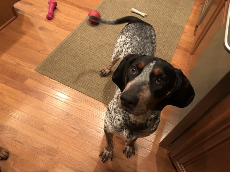 Tessa, a Bluetick Coonhound tested with EmbarkVet.com