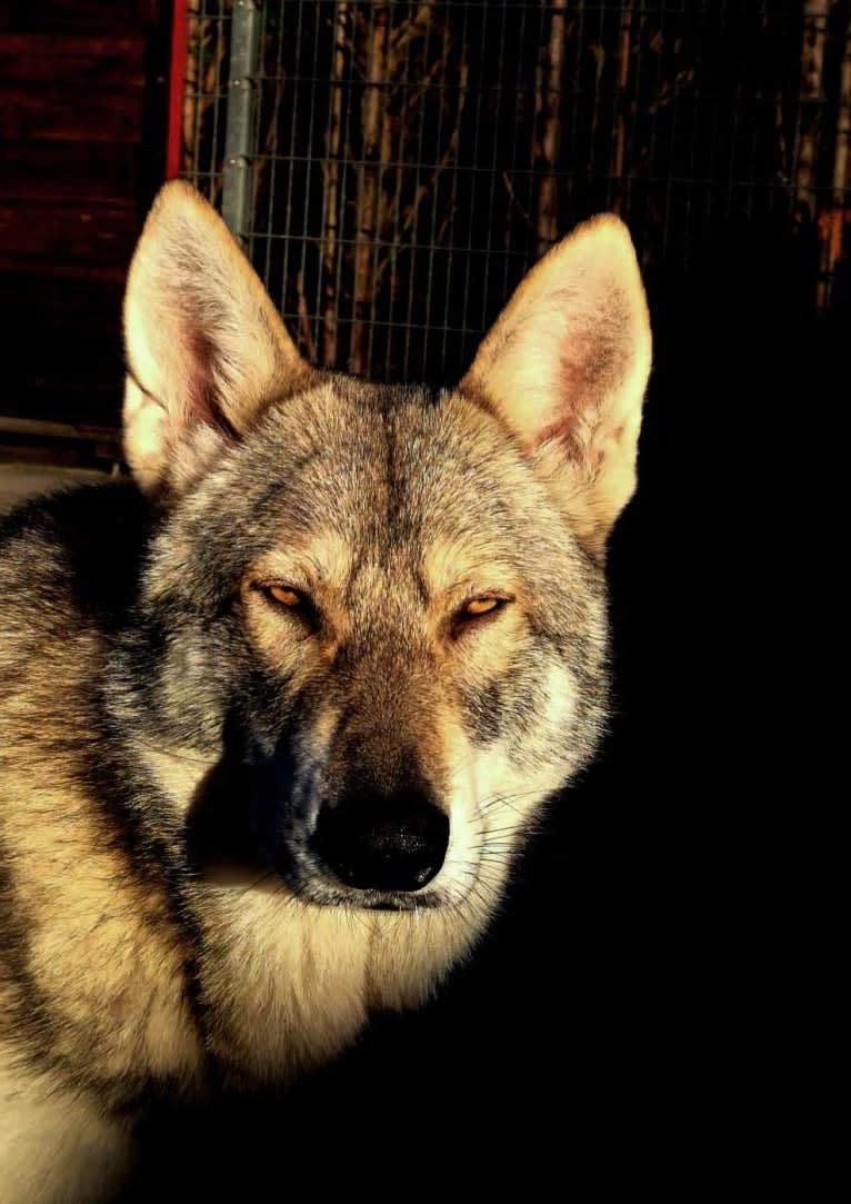 Nephi, a Saarloos Wolfdog tested with EmbarkVet.com