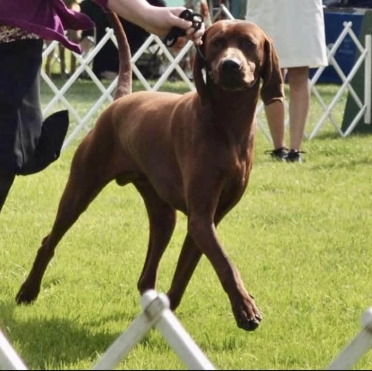 Toretto, a Redbone Coonhound tested with EmbarkVet.com