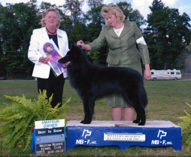 Jackson, a Belgian Shepherd tested with EmbarkVet.com