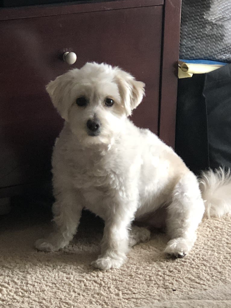 Tiffy, a Poodle (Small) and Miniature Schnauzer mix tested with EmbarkVet.com