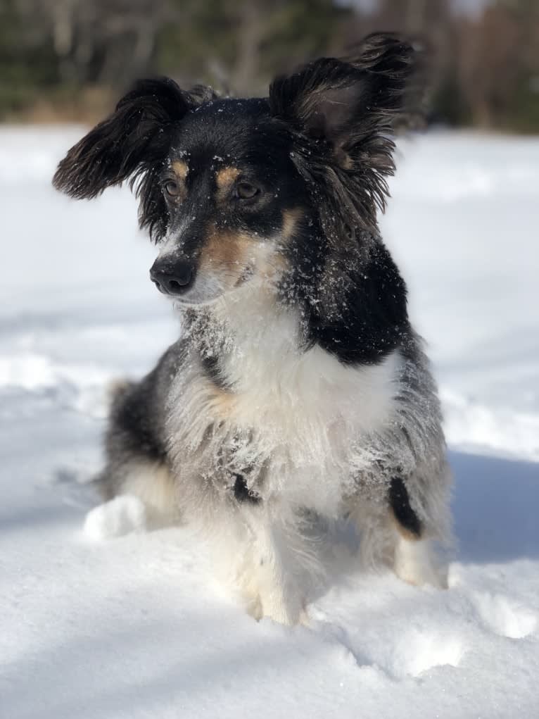 Sophie, a Poodle (Small) and Russell-type Terrier mix tested with EmbarkVet.com