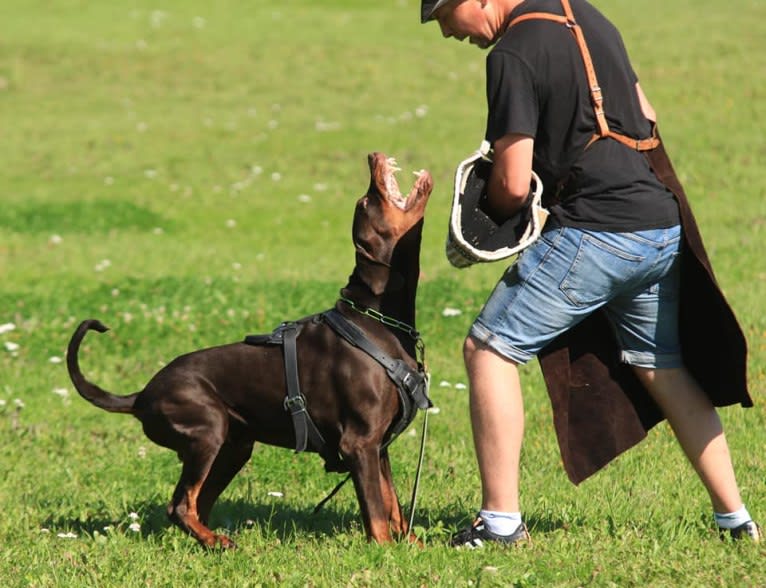 Judas, a Doberman Pinscher tested with EmbarkVet.com