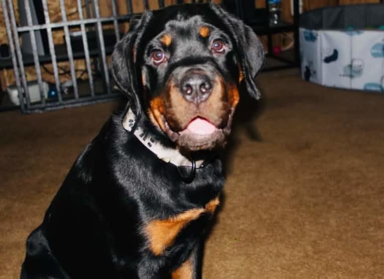 Chompy, a Rottweiler tested with EmbarkVet.com