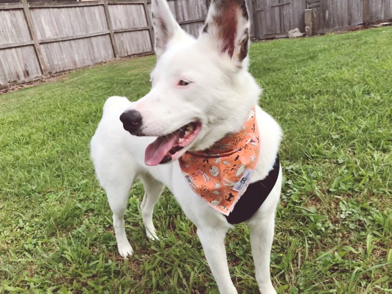 Finn, an Australian Cattle Dog and Australian Shepherd mix tested with EmbarkVet.com