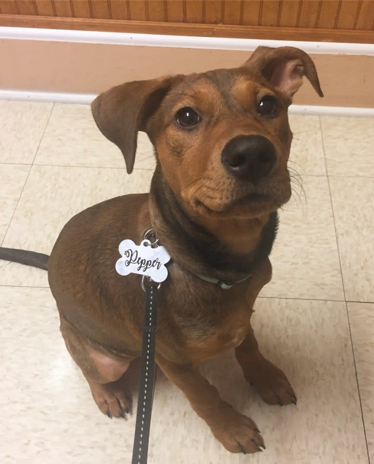 Pepper, an American Pit Bull Terrier and Treeing Walker Coonhound mix tested with EmbarkVet.com