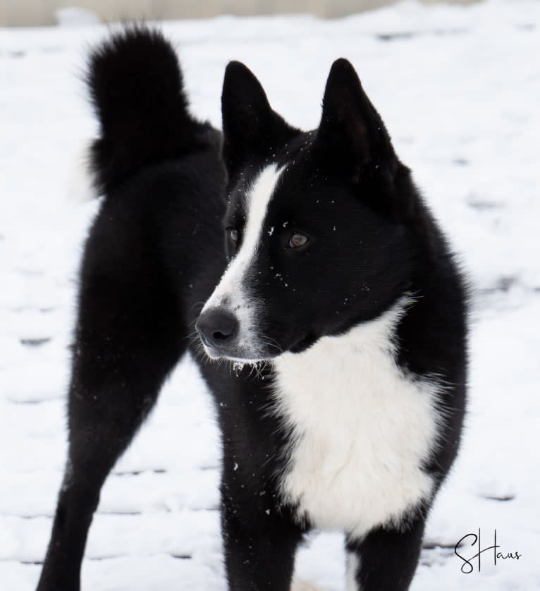 Pikki, a Karelian Bear Dog tested with EmbarkVet.com