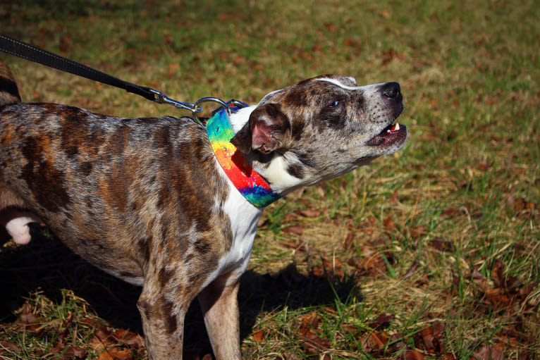 Hammer, a Boston Terrier and Australian Cattle Dog mix tested with EmbarkVet.com