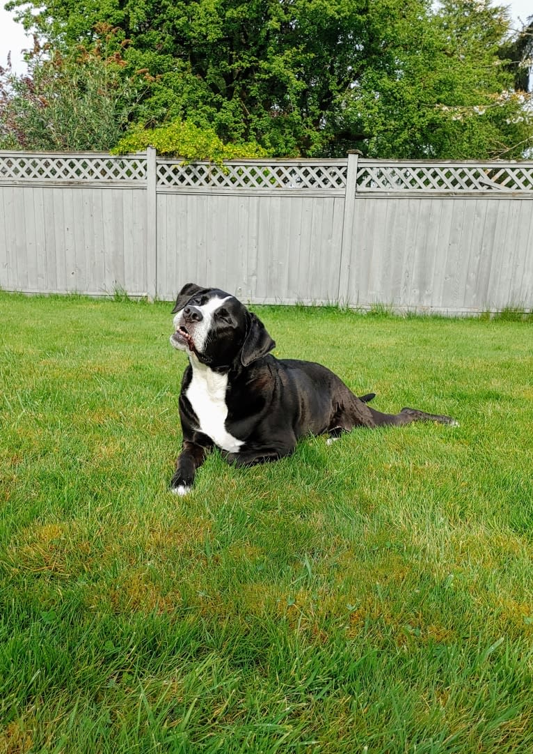 Kona, an American Bully and Bernese Mountain Dog mix tested with EmbarkVet.com