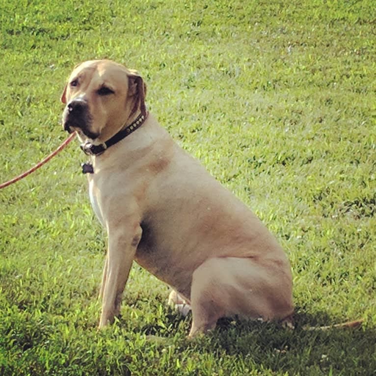Creedence, an American Pit Bull Terrier and American Staffordshire Terrier mix tested with EmbarkVet.com