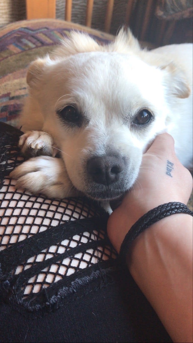 Aspen, a Japanese or Korean Village Dog tested with EmbarkVet.com