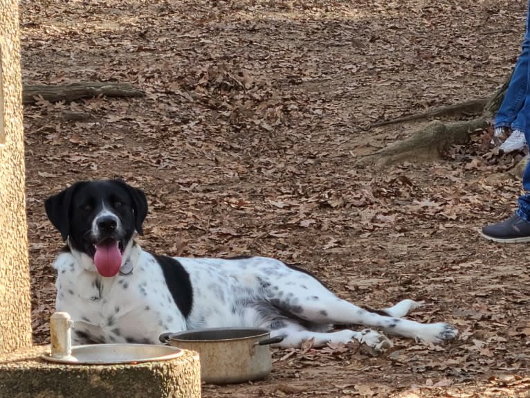 Millie, a Labrador Retriever and Great Pyrenees mix tested with EmbarkVet.com