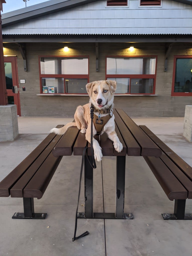 Archie, an Australian Shepherd and Jindo mix tested with EmbarkVet.com