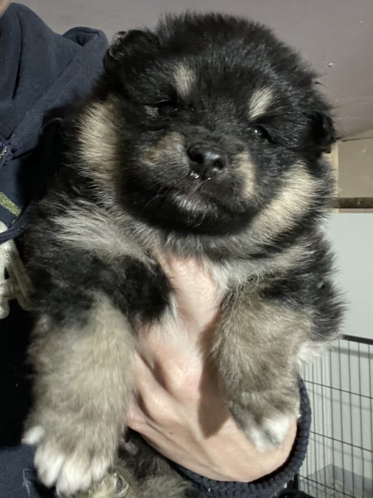 Kari, a Finnish Lapphund tested with EmbarkVet.com