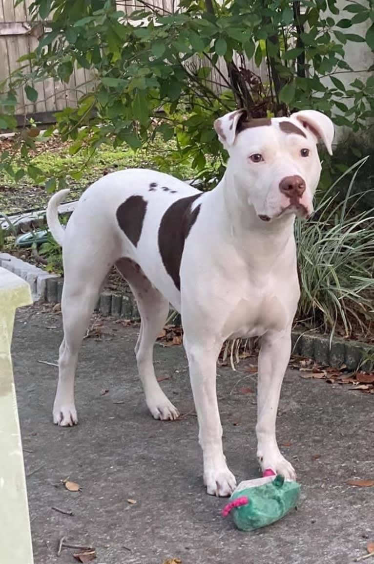 Gambit, an American Pit Bull Terrier and American Staffordshire Terrier mix tested with EmbarkVet.com