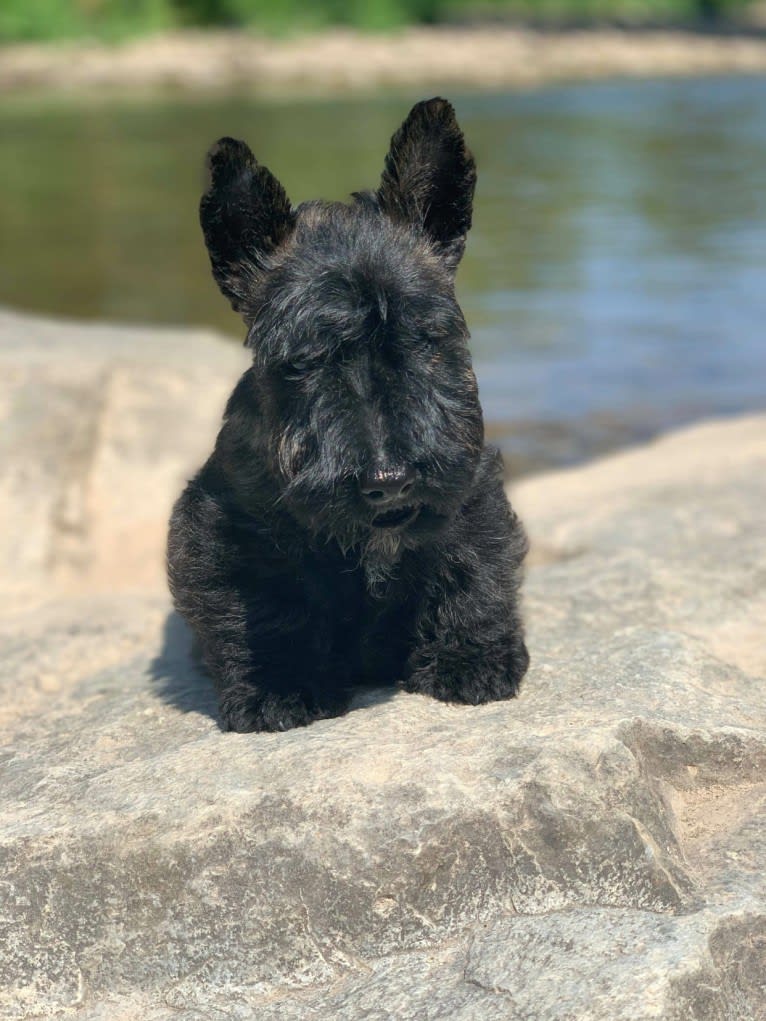 Artur, a Scottish Terrier tested with EmbarkVet.com